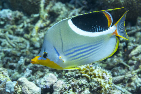 An adult saddle butterflyfish (Chaetodon ephippium), off Kri Island, Raja Ampat, Indonesia, Southeast Asia, Asia - RHPLF29550