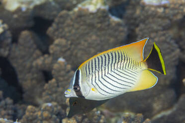 Ein ausgewachsener Chevron-Falterfisch (Chaetodon trifascialis), vor der Insel Bangka, nahe Manado, Sulawesi, Indonesien, Südostasien, Asien - RHPLF29559