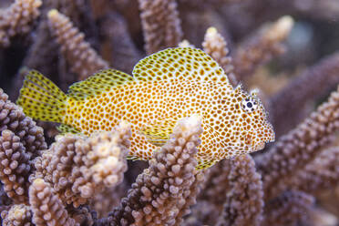 Ein ausgewachsener Leopard-Schleimfisch (Exallias brevis), vor der Insel Bangka, nahe Manado, Sulawesi, Indonesien, Südostasien, Asien - RHPLF29560