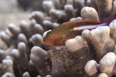 Ein ausgewachsener Bogenaugen-Habichtfisch (Paracirrhites arcatus), vor der Insel Bangka, nahe Manado, Sulawesi, Indonesien, Südostasien, Asien - RHPLF29561