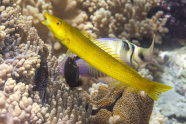 Ein ausgewachsener Zigarren-Lippfisch (Cheilio inermis), vor der Insel Bangka, nahe Manado, Sulawesi, Indonesien, Südostasien, Asien - RHPLF29564