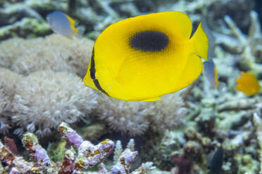 An adult mirror butterflyfish (Chaetodon speculum), off Kri Island, Raja Ampat, Indonesia, Southeast Asia, Asia - RHPLF29565