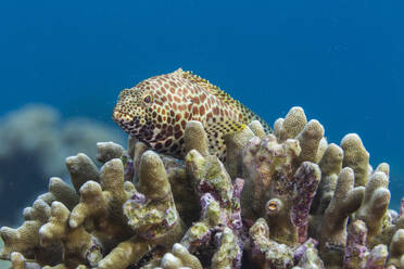 Ein ausgewachsener Wabenzackenbarsch (Epinephelus merra), vor der Insel Bangka, nahe Manado, Sulawesi, Indonesien, Südostasien, Asien - RHPLF29567