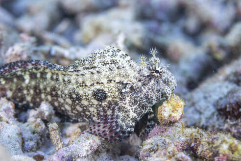 Ein ausgewachsener Juwelenschleimfisch (Salarias fasciatus), vor der Insel Bangka, nahe Manado, Sulawesi, Indonesien, Südostasien, Asien - RHPLF29569