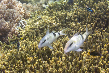 Ein Paar erwachsener Zackenbarsche (Parupeneus multifasciatus), vor der Insel Bangka, nahe Manado, Sulawesi, Indonesien, Südostasien, Asien - RHPLF29570