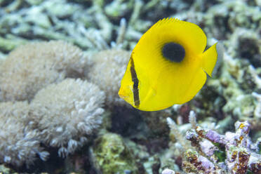 An adult mirror butterflyfish (Chaetodon speculum), off Kri Island, Raja Ampat, Indonesia, Southeast Asia, Asia - RHPLF29571