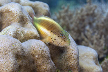 Ein ausgewachsener Sommersprossen-Habichtfisch (Paracirrhites forsteri), vor der Insel Bangka, nahe Manado, Sulawesi, Indonesien, Südostasien, Asien - RHPLF29572