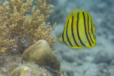 Ein ausgewachsener Achtband-Falterfisch (Chaetodon octofasciatus), vor der Insel Kawe, Raja Ampat, Indonesien, Südostasien, Asien - RHPLF29578