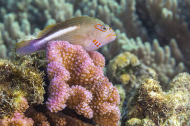 Ein ausgewachsener Bogenaugen-Habichtfisch (Paracirrhites arcatus), vor der Insel Bangka, nahe Manado, Sulawesi, Indonesien, Südostasien, Asien - RHPLF29579