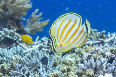 Ein ausgewachsener Ornat-Falterfisch (Chaetodon ornatissimus), vor der Insel Bangka, nahe Manado, Sulawesi, Indonesien, Südostasien, Asien - RHPLF29580