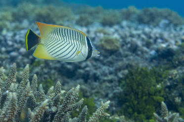 An adult chevron butterflyfish (Chaetodon trifascialis), off Bangka Island, near Manado, Sulawesi, Indonesia, Southeast Asia, Asia - RHPLF29581