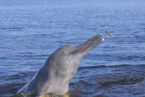 Hunting Amazon River Dolphin (Pink Amazon Dolphin (Inia geoffrensis), Rio Negro, Manaus, Amazonia State, Brazil, South America - RHPLF29584