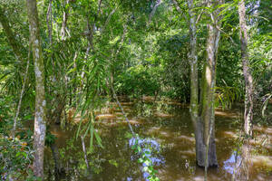 Flooded forest along the Rio Negro, Manaus, Amazonia State, Brazil, South America - RHPLF29586
