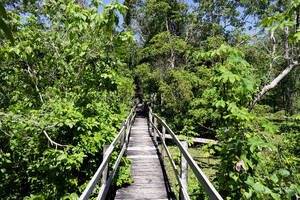Boardwalk in the flooded forest along the Rio Negro, Manaus, Amazonia State, Brazil, South America - RHPLF29587