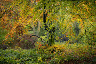 Broadleaved woodland in autumn, United Kingdom, Europe - RHPLF29593