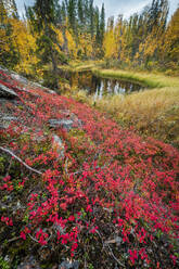 Northern bilberry (Vaccinium uliginosum), bog and pine forest, Muonio, Lapland, Finland, Europe - RHPLF29596