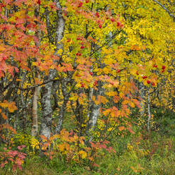 Rowan (Sorbus aucuparia), autumn colour, Muonio, Lapland, Finland, Europe - RHPLF29597