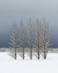 Trees in snowy field, Skogar, Iceland, Polar Regions - RHPLF29598