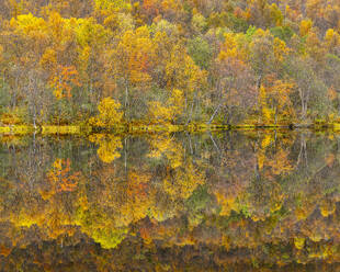 Silberbirke spiegelt sich im See im Herbst, Senja, Troms og Finnmark, Norwegen, Skandinavien, Europa - RHPLF29614