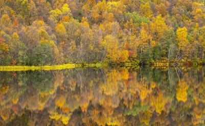 Silberbirke spiegelt sich im See im Herbst, Senja, Troms og Finnmark, Norwegen, Skandinavien, Europa - RHPLF29615