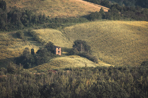 Eine verlassene Ruine inmitten von Sonnenblumenfeldern auf dem italienischen Land, Emilia Romagna, Italien, Europa - RHPLF29642