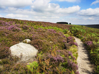 Path through Heather on Haworth Moor, Yorkshire, England, United Kingdom, Europe - RHPLF29717