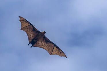 Common tube-nosed fruit bats (Nyctimene albiventer), in the air over Pulau Panaki, Raja Ampat, Indonesia, Southeast Asia, Asia - RHPLF29727