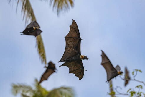 Common tube-nosed fruit bats (Nyctimene albiventer), in the air over Pulau Panaki, Raja Ampat, Indonesia, Southeast Asia, Asia - RHPLF29730