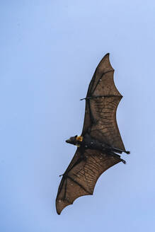 Common tube-nosed fruit bats (Nyctimene albiventer), in the air over Pulau Panaki, Raja Ampat, Indonesia, Southeast Asia, Asia - RHPLF29732