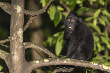 An adult Celebes crested macaque (Macaca nigra), foraging in Tangkoko Batuangus Nature Reserve, Sulawesi, Indonesia, Southeast Asia - RHPLF29734