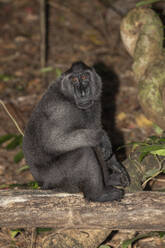 An adult male Celebes crested macaque (Macaca nigra), foraging in Tangkoko Batuangus Nature Reserve, Sulawesi, Indonesia, Southeast Asia, Asia - RHPLF29736