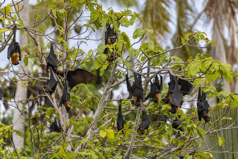 Common tube-nosed fruit bats (Nyctimene albiventer), roosting on Pulau Panaki, Raja Ampat, Indonesia, Southeast Asia, Asia - RHPLF29739