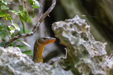 Ein erwachsener Mangrovenwaran (Varanus indicus) bei der Nahrungssuche in der Wayag-Bucht, Raja Ampat, Indonesien, Südostasien, Asien - RHPLF29740