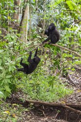 Young Celebes crested macaque (Macaca nigra), at play in Tangkoko Batuangus Nature Reserve, Sulwesi, Indonesia, Southeast Asia, Asia - RHPLF29742