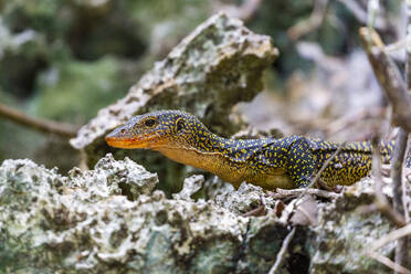 Ein erwachsener Mangrovenwaran (Varanus indicus) auf Nahrungssuche in der Wayag-Bucht, Raja Ampat, Indonesien, Südostasien, Asien - RHPLF29745