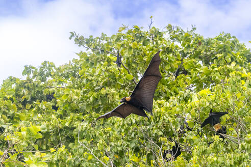 Common tube-nosed fruit bats (Nyctimene albiventer), in the air on Pulau Panaki, Raja Ampat, Indonesia, Southeast Asia, Asia - RHPLF29748