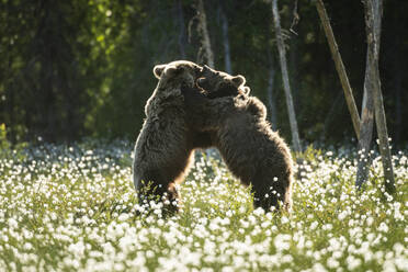 Eurasian brown bear (Ursus arctos arctos) sub-adults play fighting in cotton grass meadow, Finland, Europe - RHPLF29761