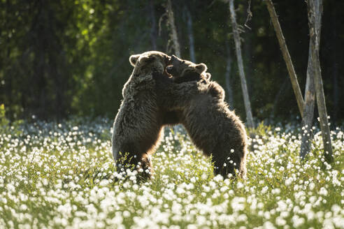 Eurasian brown bear (Ursus arctos arctos) sub-adults play fighting in cotton grass meadow, Finland, Europe - RHPLF29761