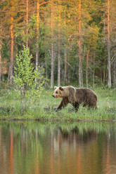 Eurasian brown bear (Ursus arctos arctos) adult, walking along edge of lake in evening sunlight, Finland, Europe - RHPLF29762