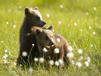 Eurasian brown bear (Ursus arctos arctos) cubs in cotton grass meadow, Finland, Europe - RHPLF29763