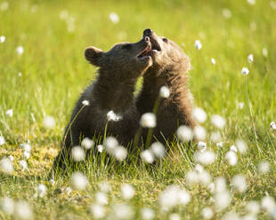 Eurasian brown bear (Ursus arctos arctos) cubs playing in cotton grass meadow, Finland, Europe - RHPLF29764