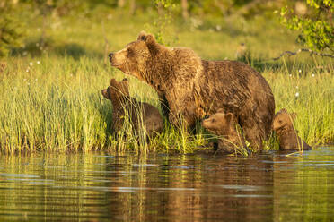 Eurasian brown bear (Ursus arctos arctos) adult female with cubs, coming out of lake, Finland, Europe - RHPLF29765