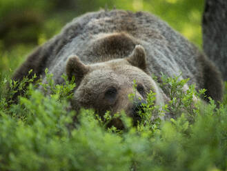 Eurasian brown bear (Ursus arctos arctos) lying down in forest environment, Finland, Europe - RHPLF29766