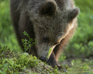 Eurasian brown bear (Ursus arctos arctos) looking for food in forest environment, Finland, Europe - RHPLF29767