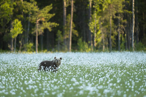 Eurasian brown bear (Ursus arctos arctos) standing in cotton grass meadow, Finland, Europe - RHPLF29769