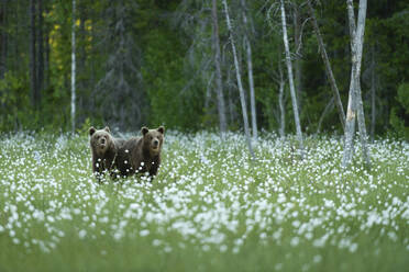 Eurasian brown bear (Ursus arctos arctos) cubs in cotton grass meadow, Finland, Europe - RHPLF29770