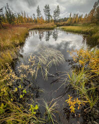 Marsh pool and grasses, autumn colour, Finland, Europe - RHPLF29772