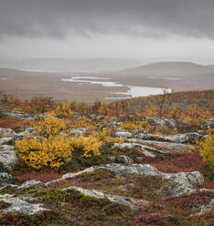 View looking towards Tarvantovaara Wilderness Area with silver birch in autumn colour, Finland, Europe - RHPLF29775