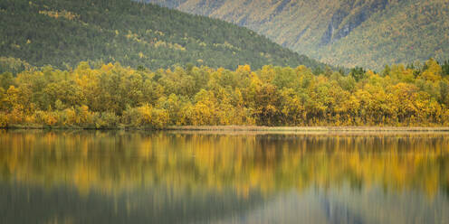 Silver birch (Betula pendula) reflected in lake, Norway, Scandinavia, Europe - RHPLF29780