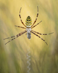 Wasp spider (Argiope bruennichi) on web amongst long grass, Elmley Nature Reserve, Isle of Sheppey, Kent, England, United Kingdom, Europe - RHPLF29787